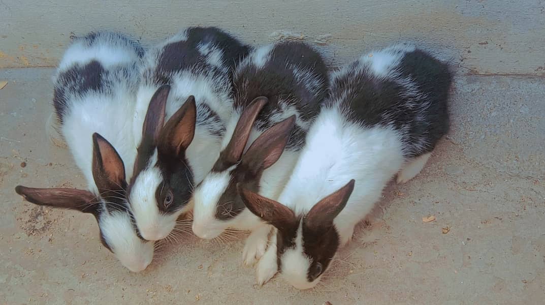 5pcs Rabbits 3