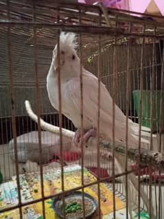 Big size parrot white tajj