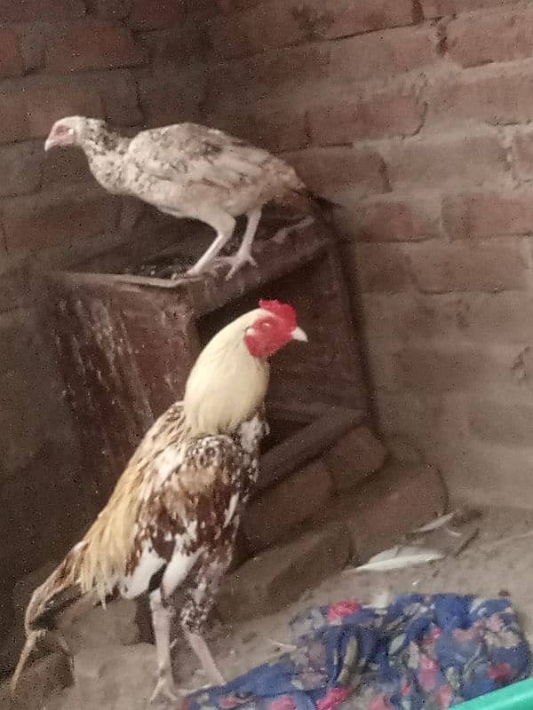 bhut acha pair ghar ka pair ha full brider ha 03136911123 WhatsApp 0