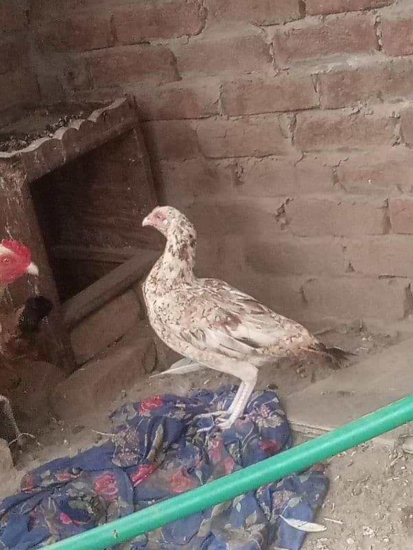 bhut acha pair ghar ka pair ha full brider ha 03136911123 WhatsApp 2