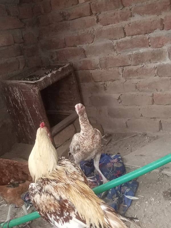 bhut acha pair ghar ka pair ha full brider ha 03136911123 WhatsApp 4