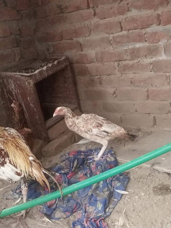 bhut acha pair ghar ka pair ha full brider ha 03136911123 WhatsApp 5