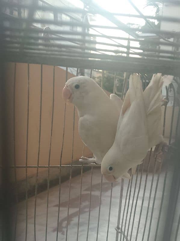 Pair Of Par Blue,Albino,Blue Parsnata,Blue Opline 1