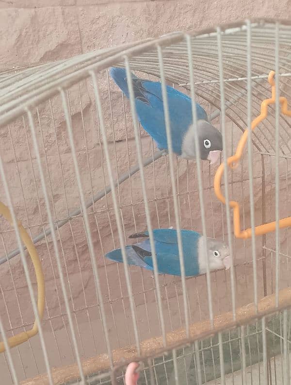 Pair Of Par Blue,Albino,Blue Parsnata,Blue Opline 2