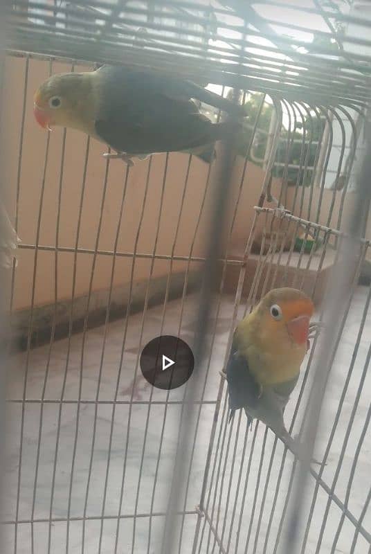 Pair Of Par Blue,Albino,Blue Parsnata,Blue Opline 3