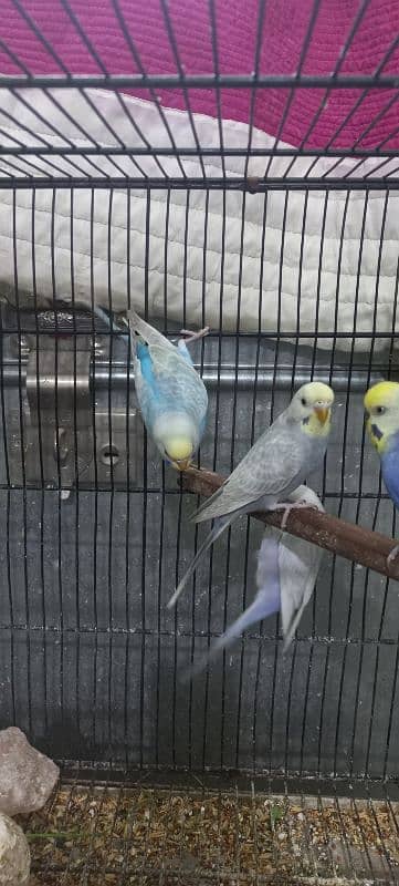 Rainbow Budgies looking for new shelter sky Male Mouve Female 0