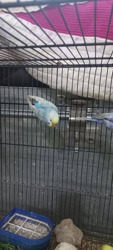 Rainbow Budgies looking for new shelter sky Male Mouve Female 1