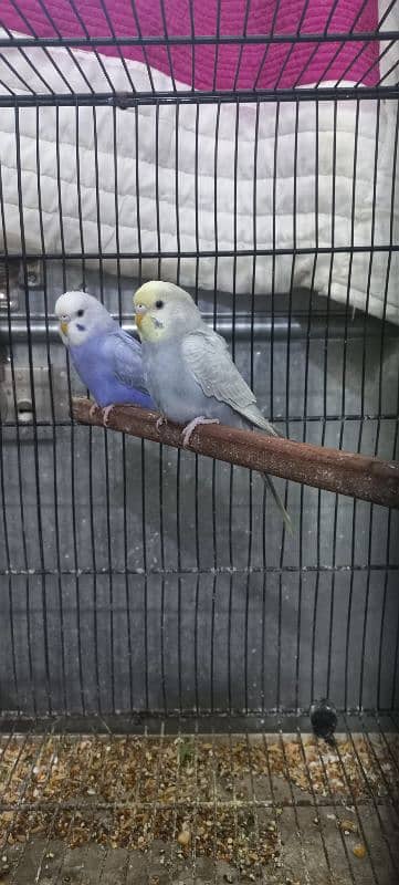 Rainbow Budgies looking for new shelter sky Male Mouve Female 2