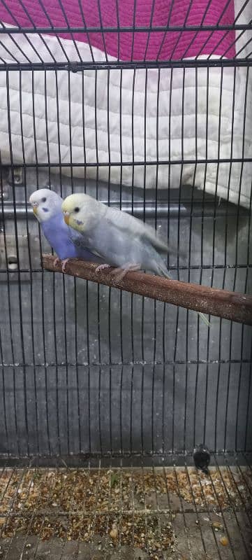 Rainbow Budgies looking for new shelter sky Male Mouve Female 3