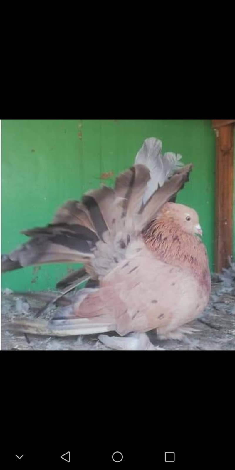 fancy pigeons 2