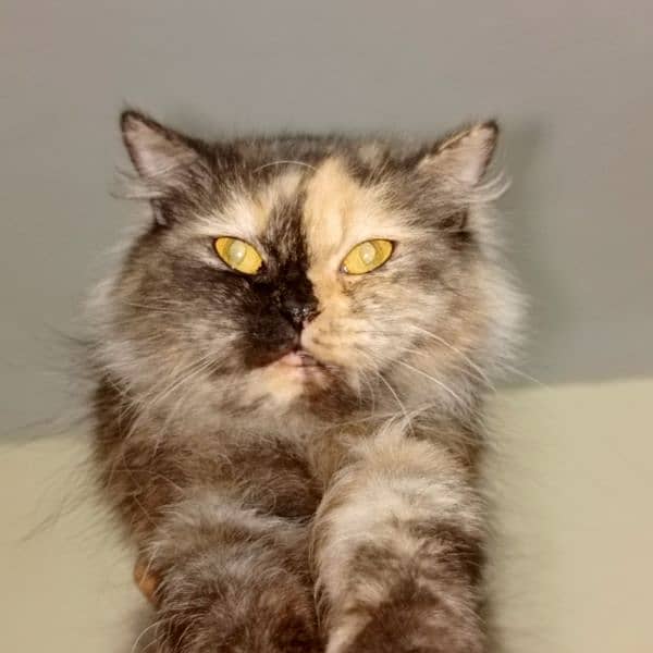 Female Persian Cat 1