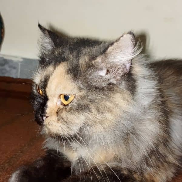 Female Persian Cat 7