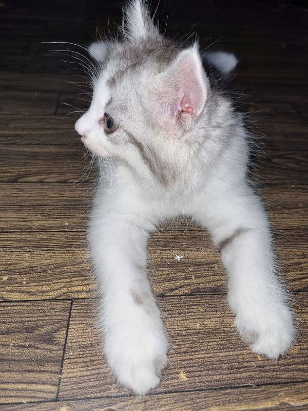 Pure Persian Male Kitten 2