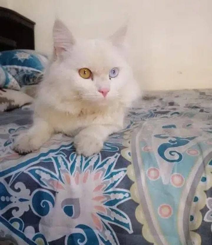 persian cat urgent sale  o*3*1*1*5*1*8*2*8*2*0 2