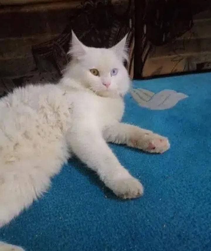 persian cat urgent sale  o*3*1*1*5*1*8*2*8*2*0 3