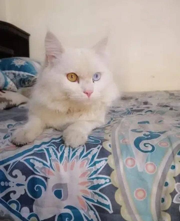 persian cat urgent sale  o*3*1*1*5*1*8*2*8*2*0 4