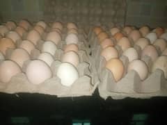 Desi Eggs Golden Misri Eggs Lohman Brown Eggs Fresh Eggs