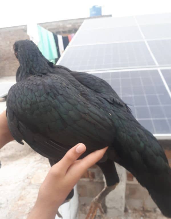 hen black 1