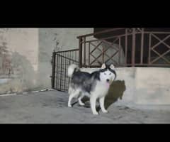 Siberian Husky Female