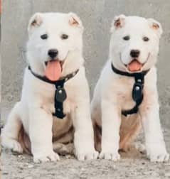 alabai security Dog 2 month pair for sale heavy bone