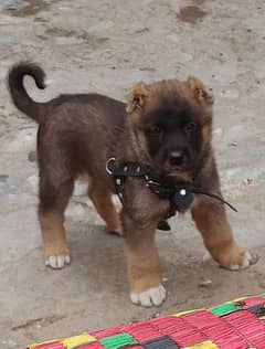 Kurdish Kangal security dog 3 month male for sale