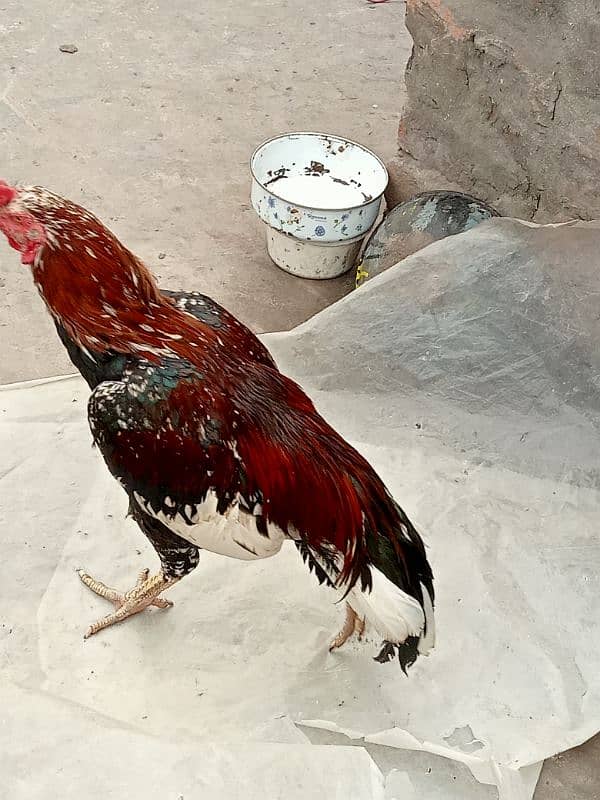 03217057689  Hen's for sale 2