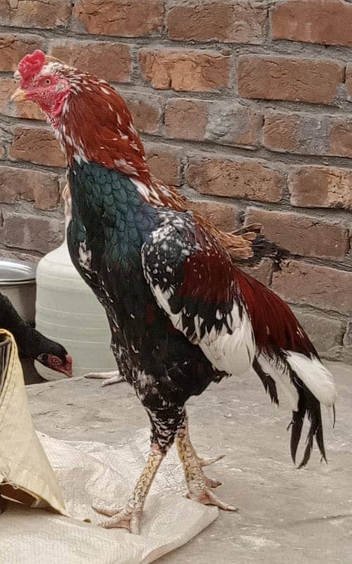 03217057689  Hen's for sale 3