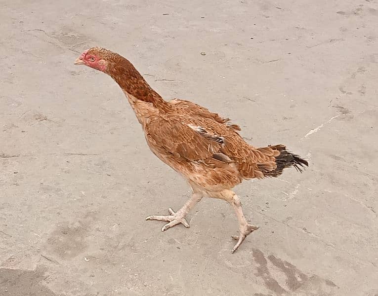 03217057689  Hen's for sale 5