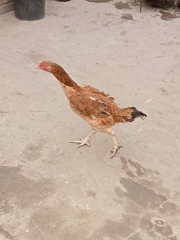 03217057689  Hen's for sale 6