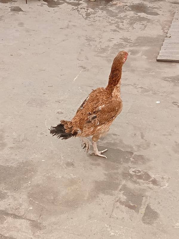 03217057689  Hen's for sale 7