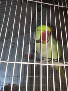 parot