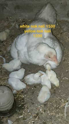 Heera Aseel chicks patha and breeder male