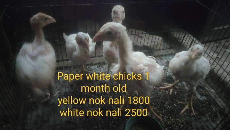 Heera Aseel chicks patha and breeder male 1