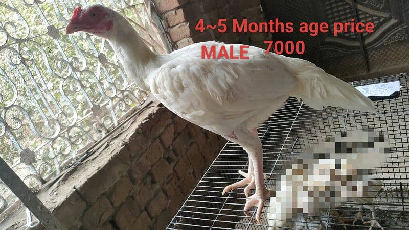 Heera Aseel chicks patha and breeder male 2