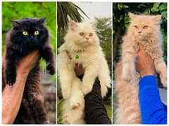 Persian Punch face triple coat cat Kitten