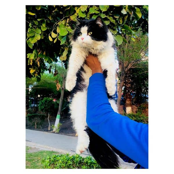 Persian Punch face triple coat cat Kitten 6