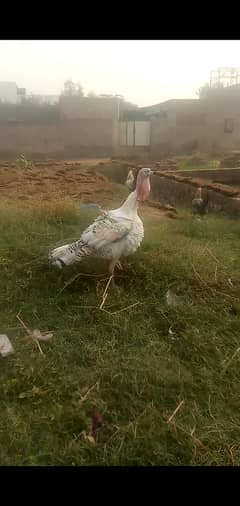 Male turkey for sale