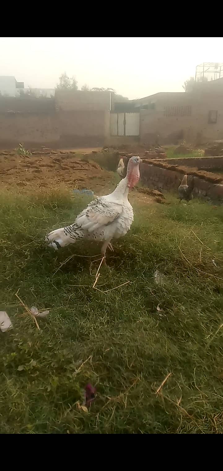 Male turkey for sale 1