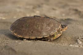 the brown roofed turtle pangshura smithii