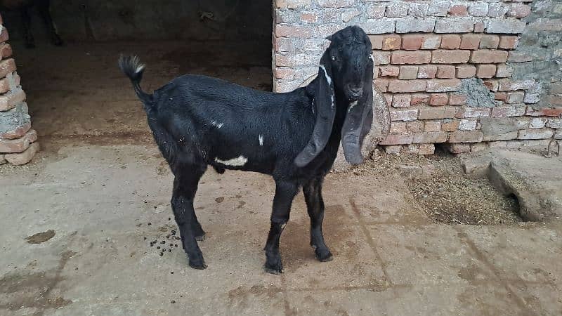 Beautiful Goats available 4