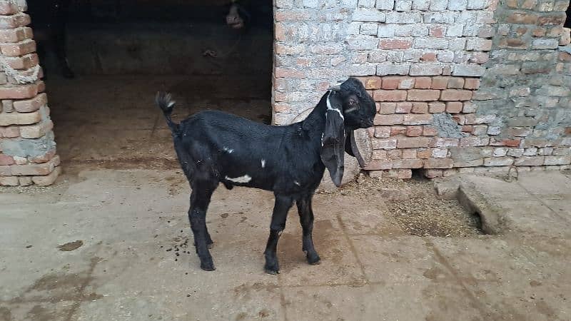 Beautiful Goats available 5