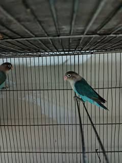 Lovebirds pathay - 2x Blue fischeri & 1x albino black eye