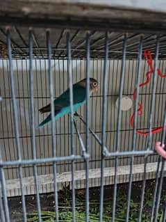 Lovebirds pathay - 2x Blue fischeri & 1x albino black eye