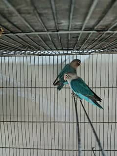 Lovebirds pathay - 2x Blue fischeri & 1x albino black eye