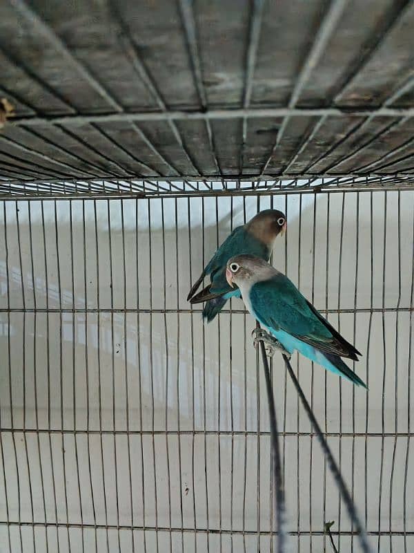 Lovebirds pathay - 2x Blue fischeri & 1x albino black eye 3