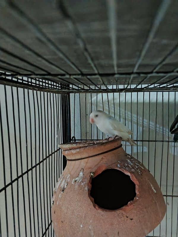 Lovebirds pathay - 2x Blue fischeri & 1x albino black eye 5