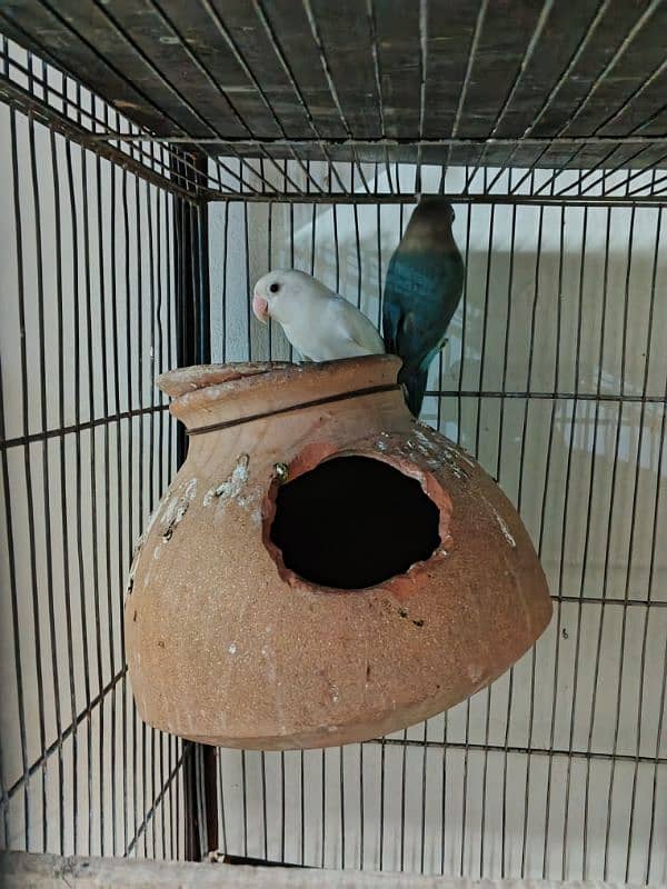 Lovebirds pathay - 2x Blue fischeri & 1x albino black eye 7