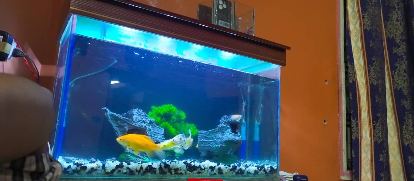 2.5 ft Fish Aquarium with All Accessories For Sale 9