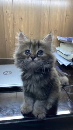 persian tabby kitten