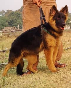 Proper long coat full low back male puppy family dog for sale